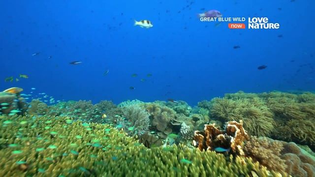 Индонезия морская Амазонка