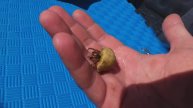 РАК ОТШЕЛЬНИК КРУПНЫМ ПЛАНОМ
