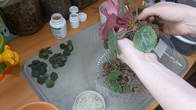 Про Церопегии, Крестовники и Камнеломку с потомством.