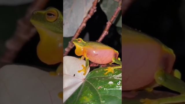 лягушки 🐸 интересные факты ☀️