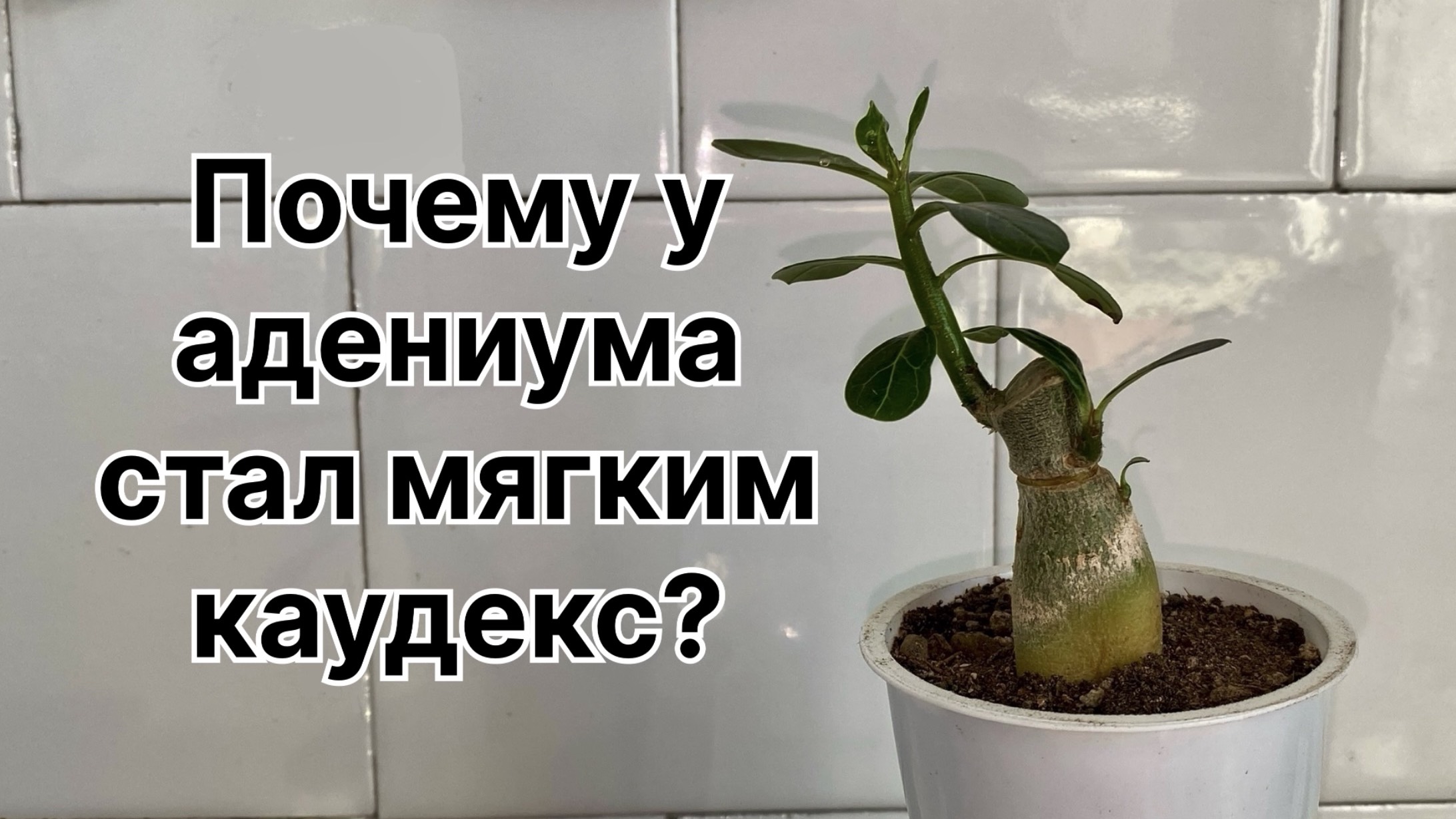 Каудекс у адениума стал мягким. Выкапываю чтобы выяснить причину. 13 ноября 2024 г.