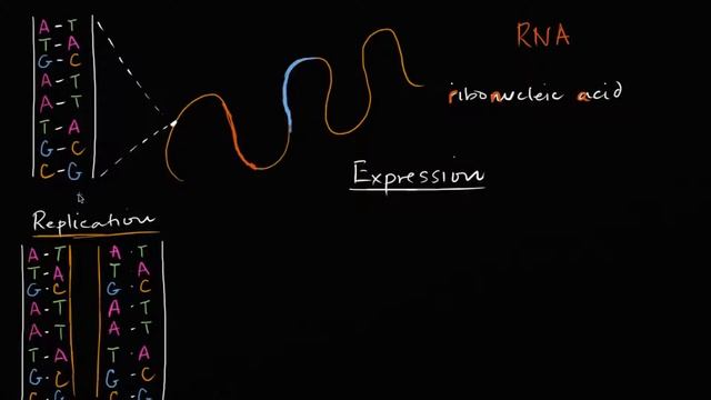 DNA Replication in a nutshell (I guess)