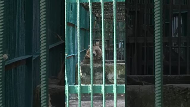 Медведь и жара +35°С