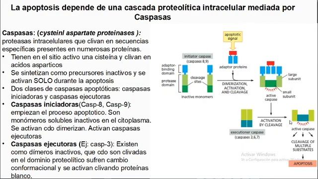 Apoptosis 1/2