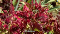 Колеусы в моем саду - новая коллекция, лето 2024 / Garden Coleus