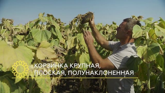 обзор подсолнечника Артемида