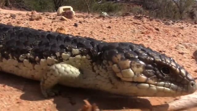 Bobtail Lizards - Illegal Overseas Reptile Smuggling - A Reptile Smugglers Dream