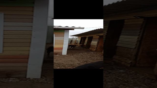 приют "Рыжики" ноябрь