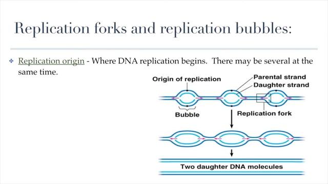 Lesson Video - DNA Replication