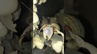 miss climbing trees | Hermit Crab, Kelomang si Umang-umang