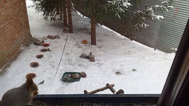 Снежное утро в зоопарке за окном