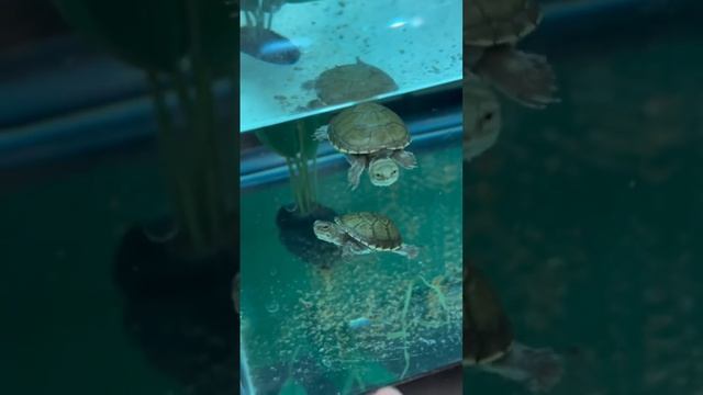 The Cutest little bite EVER 😍🐢
