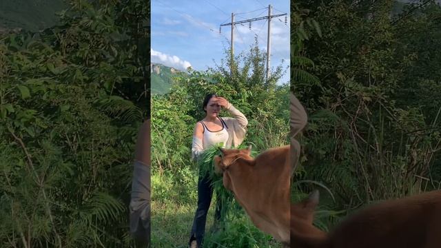 I wanted to divide the grass equally but the cows couldn't wait.