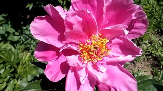 Красивый цветок пиона beautiful peony flower 美丽的牡丹花 schöne Pfingstrose 美しい牡丹の花 hermosa flor peonía
