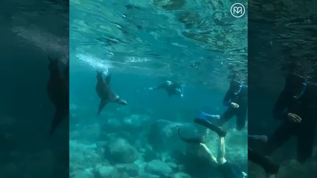 Magic Spot: Sea Lions and Whale Sharks in Mexico