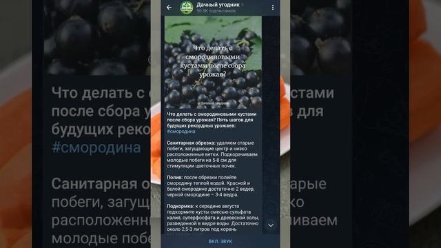 ВАЖНАЯ подкормка моркови летом  #дача #огород #морковь #шортс