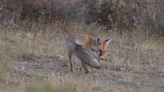 Wildlife Tours in Armenia with SunChild Eco Tours