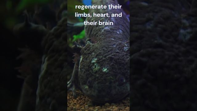 Curious animal fact Part 1