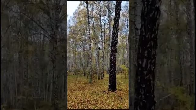 Приехали грибы в лес собирать в сентябре, а там Мишка #природа #лес #тайга #отдых