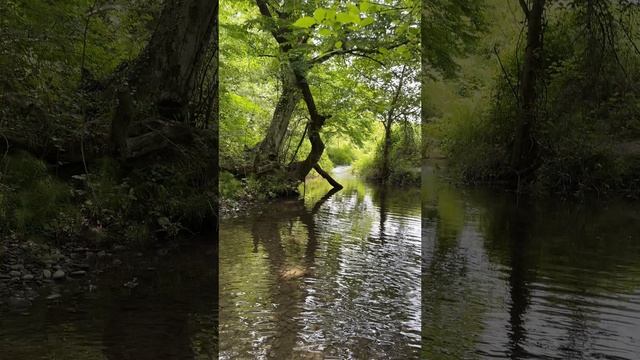 Самурский лес + Экраноплан Лунь