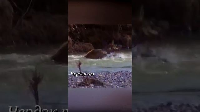 Волк напал на оленя.