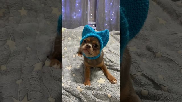 Чихуахуа в шапке, разговорчики🥰