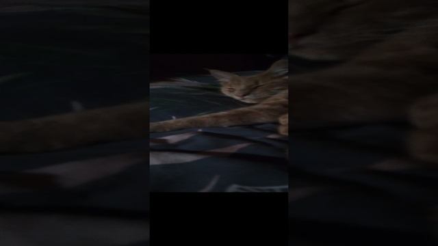 1000003456.mp4