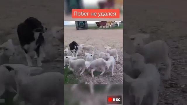 Побег не удался.