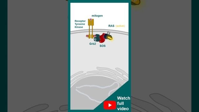 MAPK Signaling Pathway Explained In 1 Minute | Ras MEK ERK Pathway | 1-minute Cell Biology