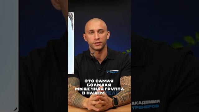 Большие и малые мышечные группы