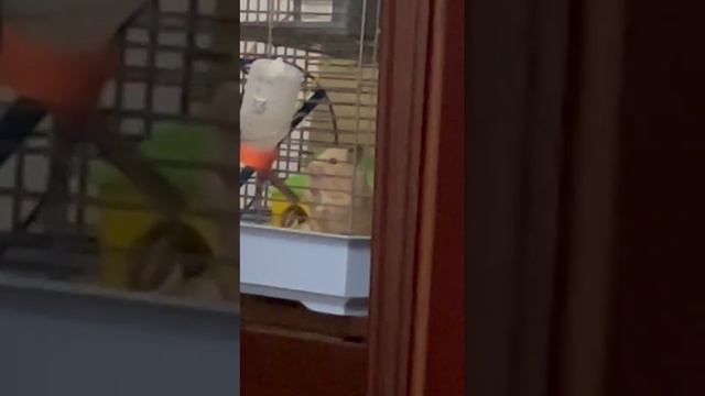 VID-20241111-WA0006.mp4