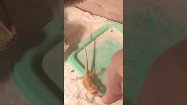 Дрессировка бородатой агамы в 3 недели😱