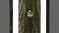 Most beautiful Woodpecker