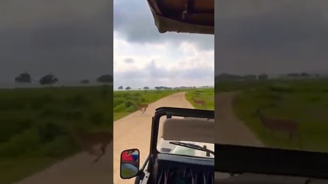 Удивительное Сафари в парке Микуми с Занзибара 🦓🐘 инстаграм @tanzaniatravel19