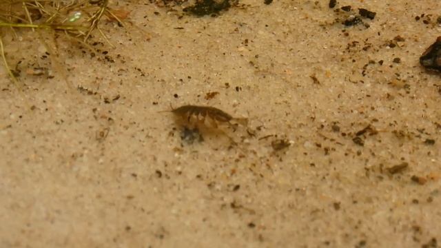 Водяной ослик борется с течением