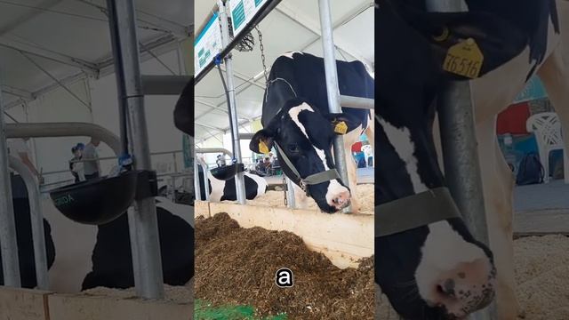 Красива и шикарна) #юмор