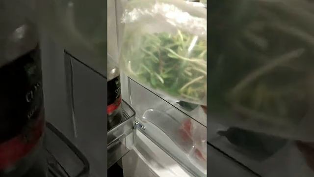 Микрозелень подсолнечника