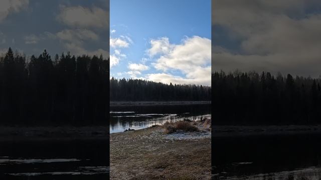 г. Тотьма лес