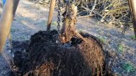 Мощь корневой системы