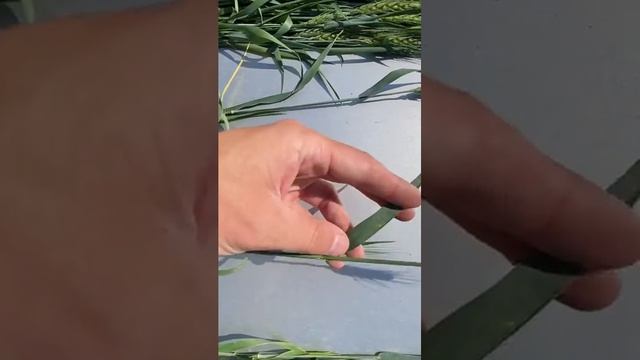 Пшеница без ФУНГИЦИДА . Полевой опыт. Биофунгицид для пшеницы.