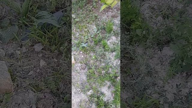 Nature of Central Asia Vegetable Greenery Herbage Wildlife Imaginary Fancy Sunshine Animal World