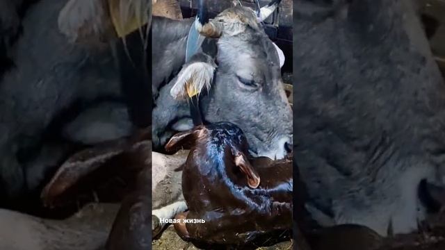 Добро пожаловать в новый мир малыш! #animal #dog #бык #крс #корова