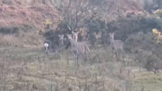 Бесстрашная семья косуль показывает очередное представление 🤭😁
