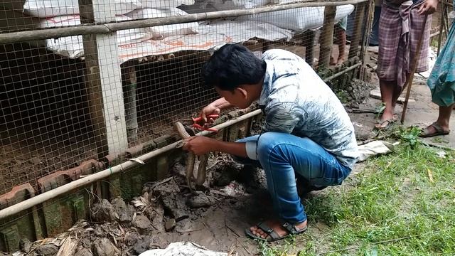 Кобра запуталась в железной сетке забора