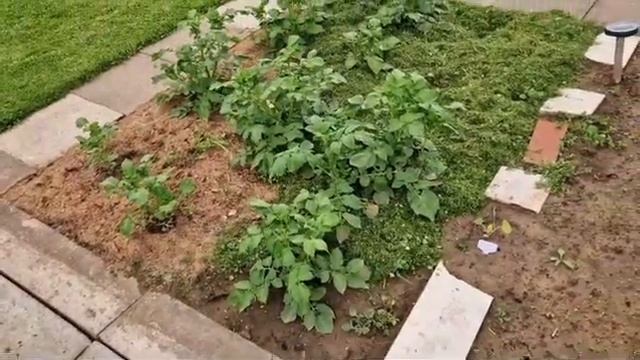 Уход за картофелем
