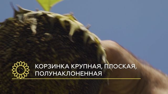 обзор подсолнечника Дельтасол