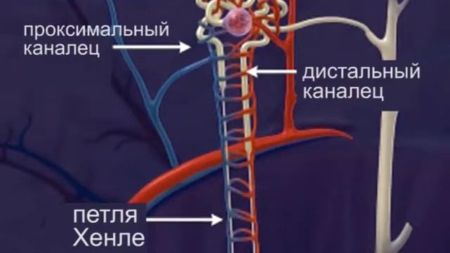 Chkola vrashey part 9