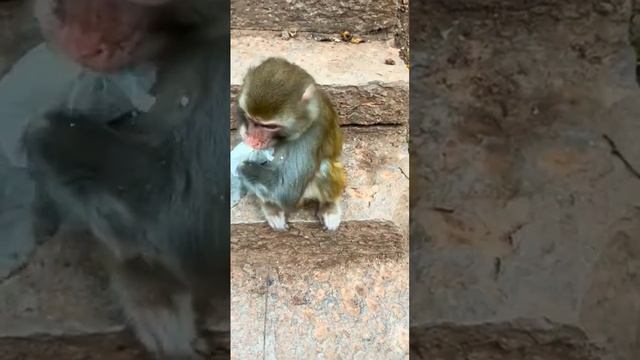 Feed the poor armless monkey some bread #cuteanimal #monkeybehavior #animals