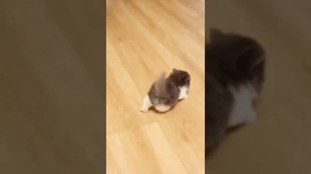 Мы в ВК https://vk.com/life_of_cats