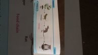 simple food chain